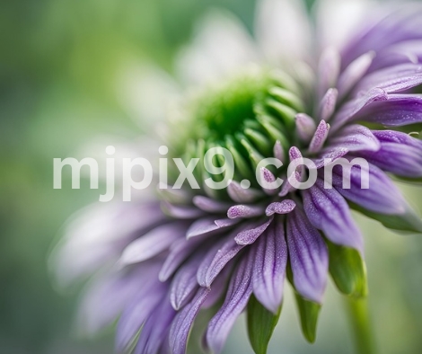 Free Nature Flower Images Pictures Photos HD Download