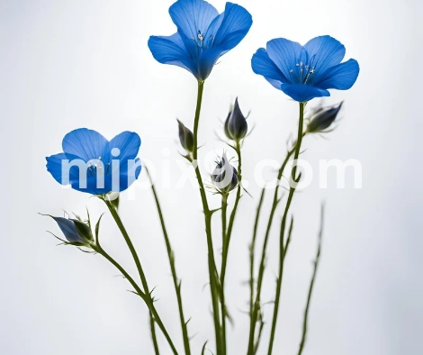 Flax Blue Flowers Images Pictures Free Download HD