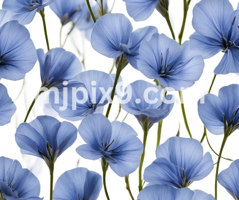 Flax Blue Flowers Images Pictures Free Download HD