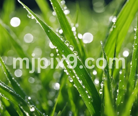 Dew-Covered Green Grass Images Pictures Photos Free Download HD