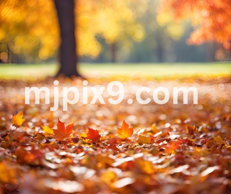 Maple Leaves Forest Images Photos Pictures Free Download HD