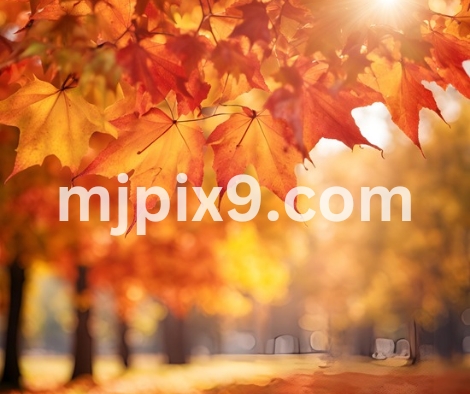 Maple Leaves Forest Images Photos Pictures Free Download HD