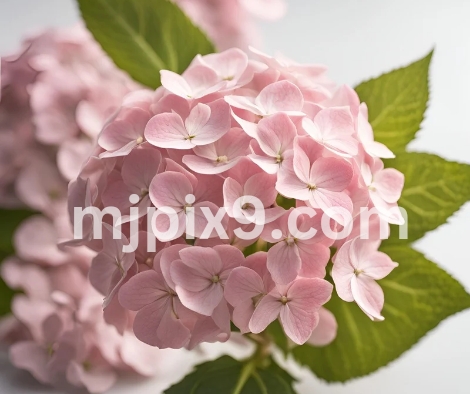 Pink Hydrangea flowers Images Pictures Free Download HD