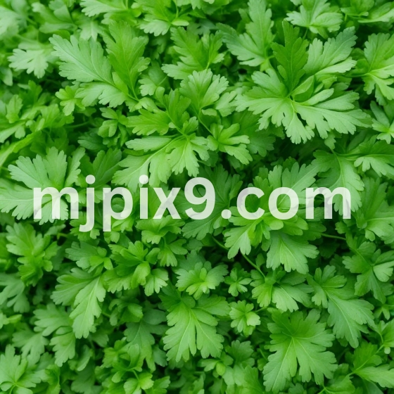 Coriander Leaves Healthy Herbs Images Pictures Free Download HD