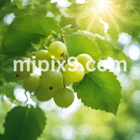 Amla Indian Gooseberry Images Pictures Free Download HD